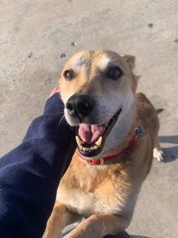 Picture of the Animal Listed